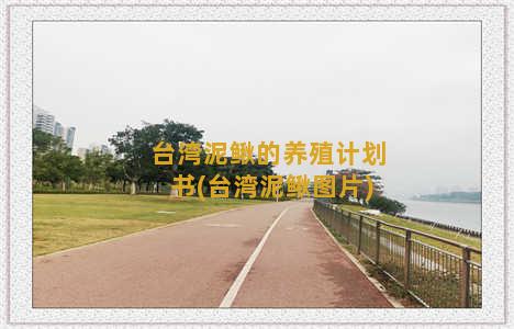台湾泥鳅的养殖计划书(台湾泥鳅图片)
